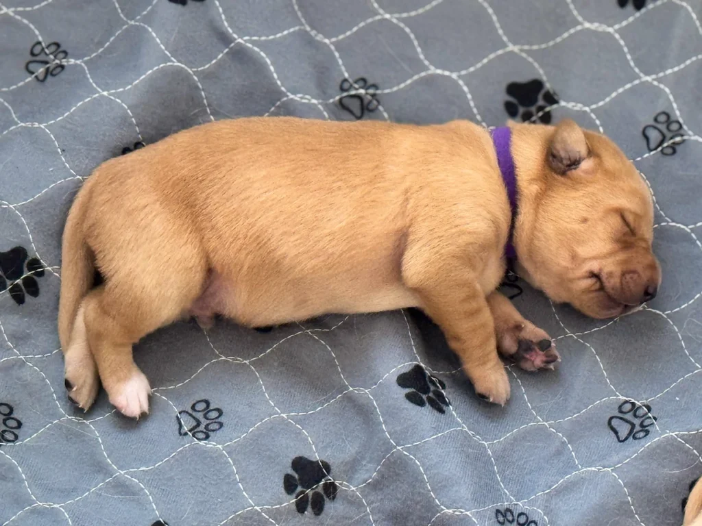 Sleeping puppy on paw-print blanket.