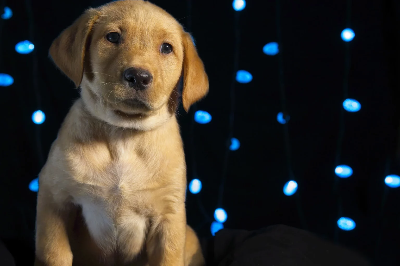 red labrador puppy with blue lights on a dark background