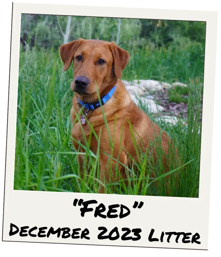 photo of male red fox labrador from our 2023 litter