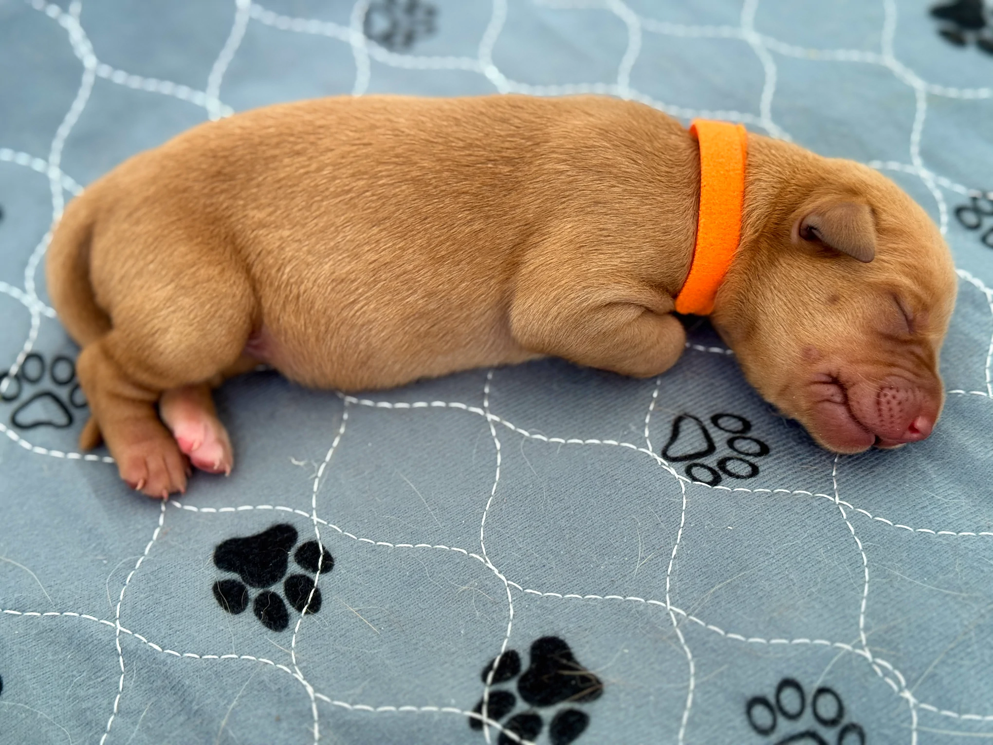 Sleeping red Labrador puppy with orange collar on paw print blanket.