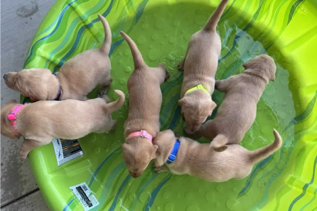 Six light brown puppies wearing colorful collars explore a small green plastic kiddie pool with a wavy pattern during Week 4 Pupdate as Joel Holds Down the Fort.