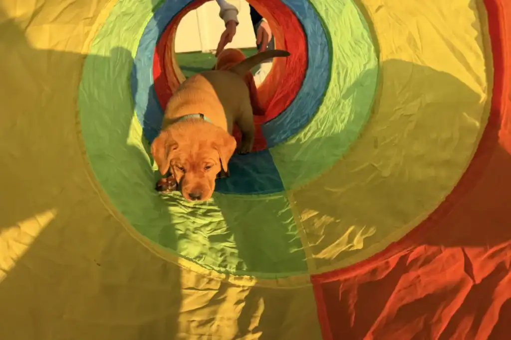 A red puppy enjoys tunnel time, crawling through a colorful play tunnel while a person’s hands are visible at the far end, gently holding its tail.