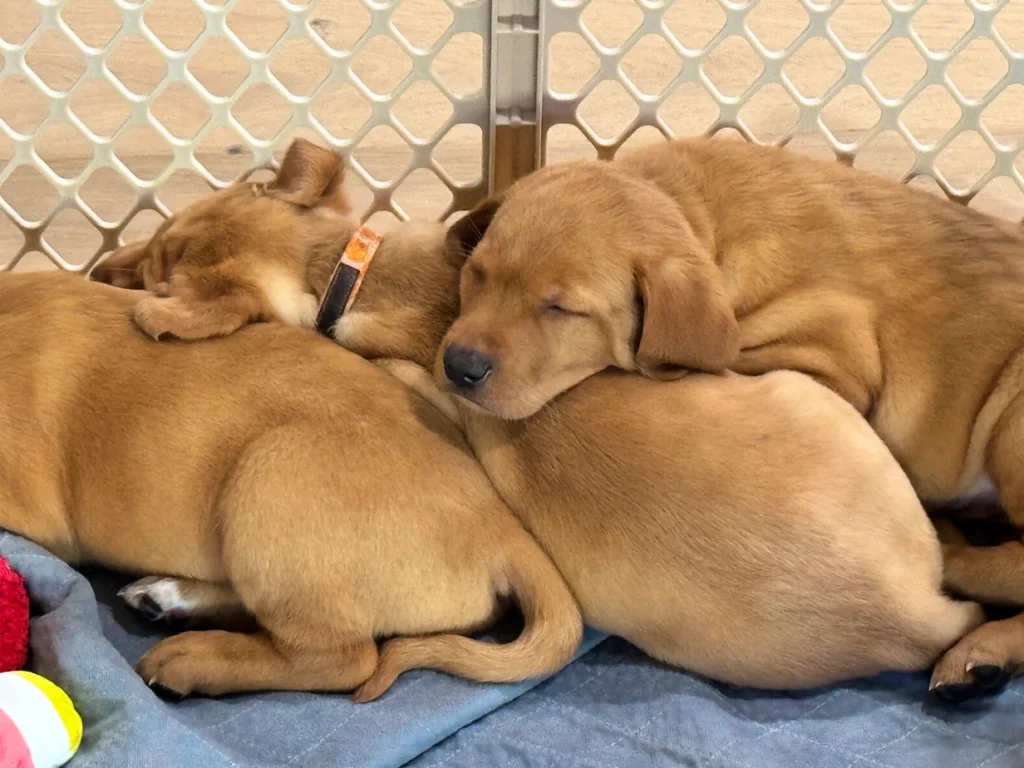 Three red Labrador puppies sleeping together on blanket.