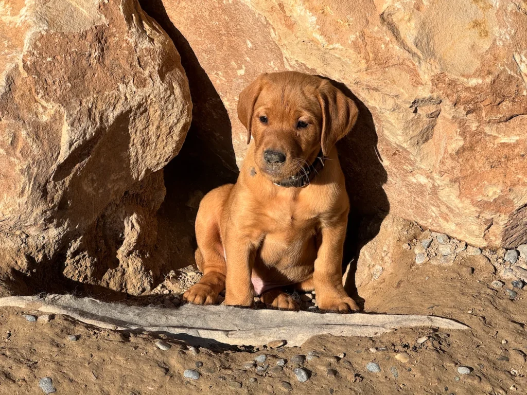 Brown puppy sitting by a rocky surface.