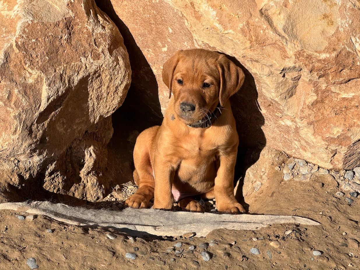 Brown puppy sitting by a rocky surface.
