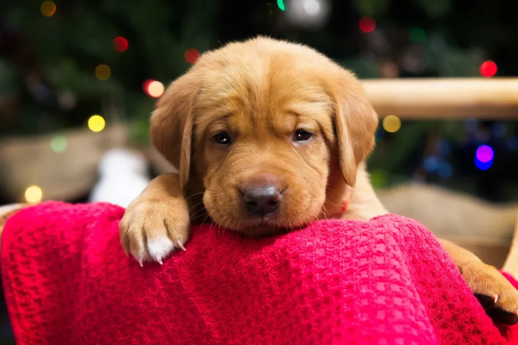 A red labrador puppy rests its head and paw on a red towel after playtime, with blurred colorful lights in the background.